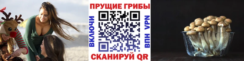 купить наркотик  Пущино  Псилоцибиновые грибы прущие грибы 