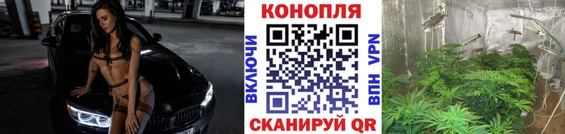 Каннабис планчик Пущино